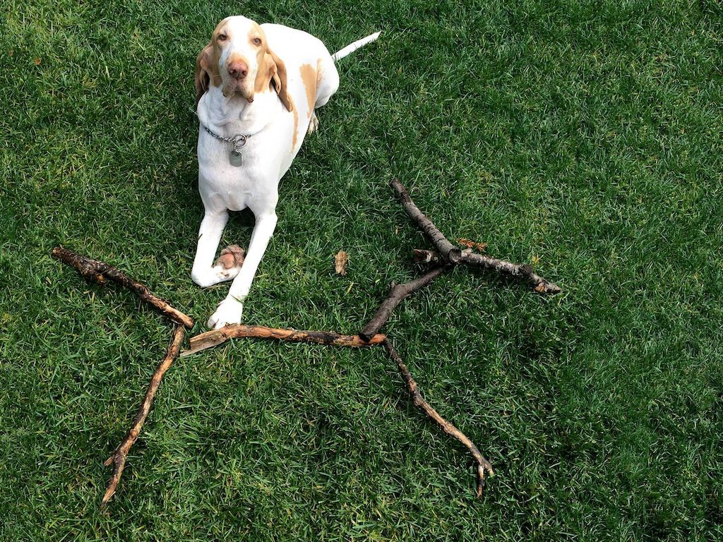 Metadesign Embark Dog Dna Test Kit Packaging Photography