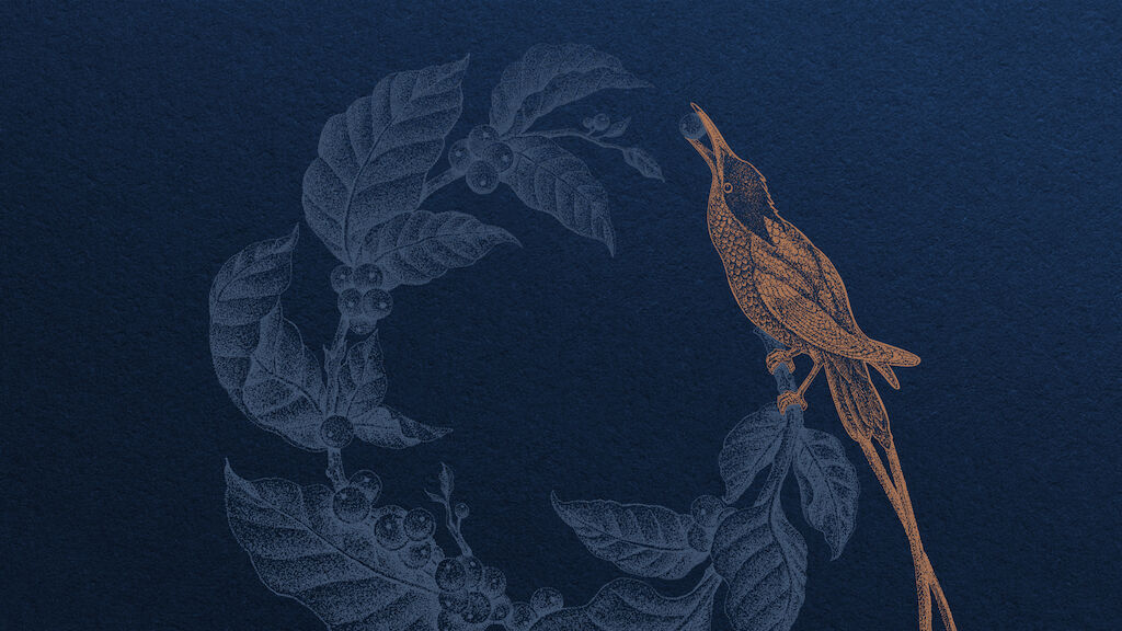 Rebrand Origo After 2 Illustration